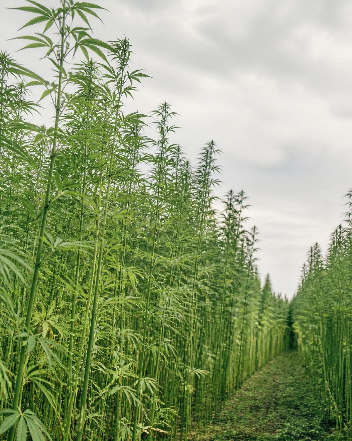 An industrial hemp field in the American Midwest — raw agricultural feedstock.