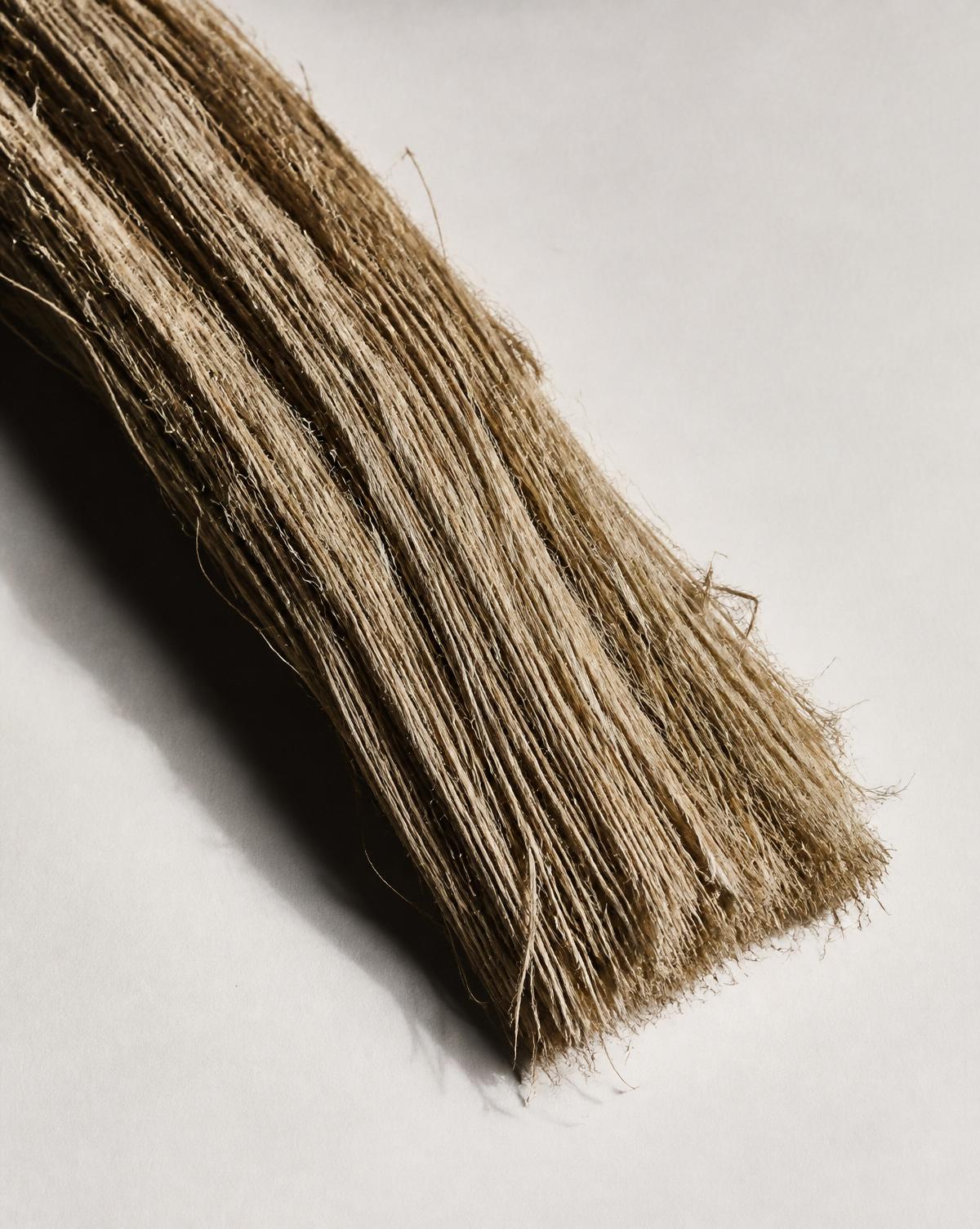 Specimen study of hemp bast fiber — long natural fiber for composites and textiles.